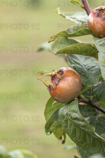 Common medlar (Mespilus germanica 'Grossfrüchtige von Nottingham'), Bundessortenamt Prüfstelle Wurz, Germany