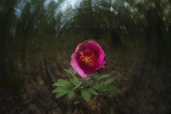 A striking mountain rose in full bloom set against a blurred forest background captures the essence of spring's arrival with vivid petals and lush green leaves in nature's embrace