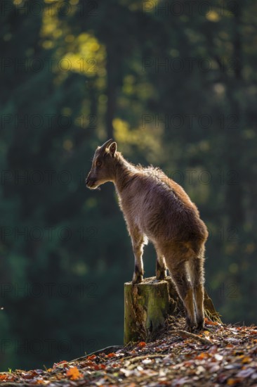 A female Himalayan tahr (Hemitragus jemlahicus) stands backlit on a tree stump at a forest edge. In the background is a dense forest