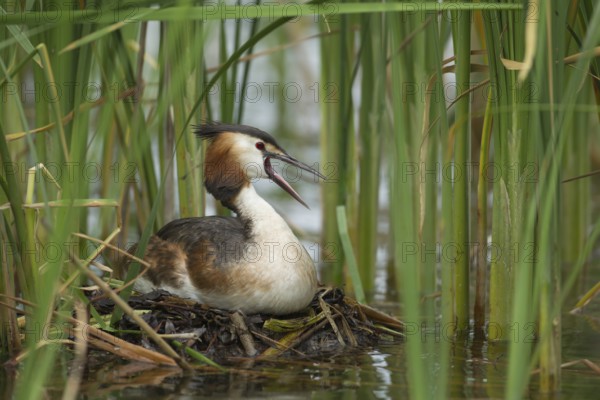 Great crested grebe (Podiceps cristatus) adult bird sitting on a nest on a lake in summer, England, United Kingdom