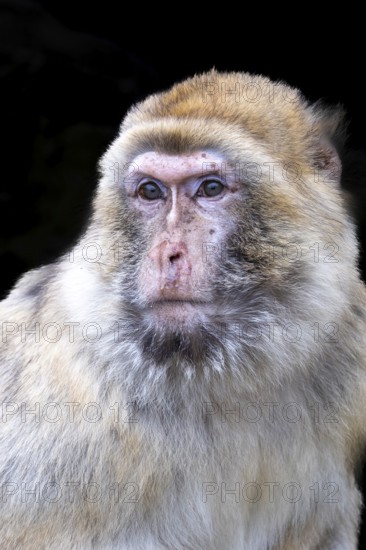 Barbary macaque (Macaca sylvanus), captive, portrait, black background, Schönbrunn Zoo, Vienna, Austria