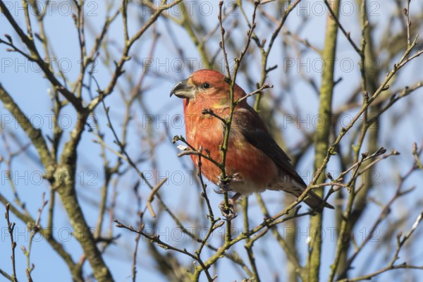Parrot Crossbill (Loxia pytyopsittacus) male perched on a branch, Netherlands