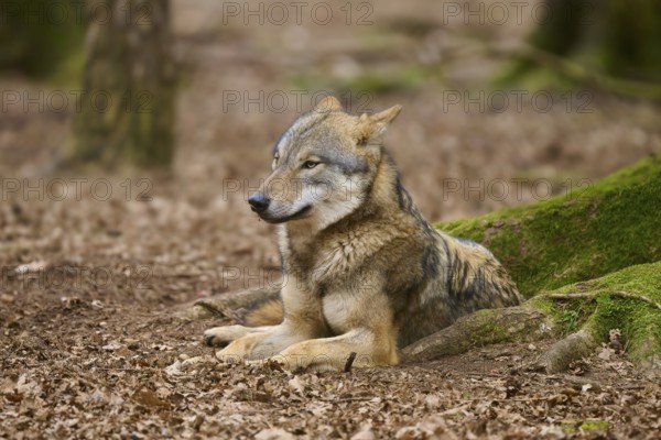 A wolf resting in the forest, surrounded by foliage and trees, Wolf (Canis Lupus), Germany