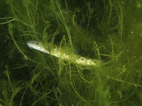 A common loach (Barbatula barbatula) is covered in dense green algae. Dive site Wildsau, Berlingen, Lake Constance, Switzerland, Germany