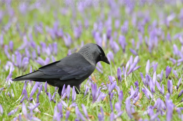 Jackdaw (Corvus monedula) among crocuses (Crocus napolitanus) in Husum Castle Park, Schleswig-Holstein, Germany