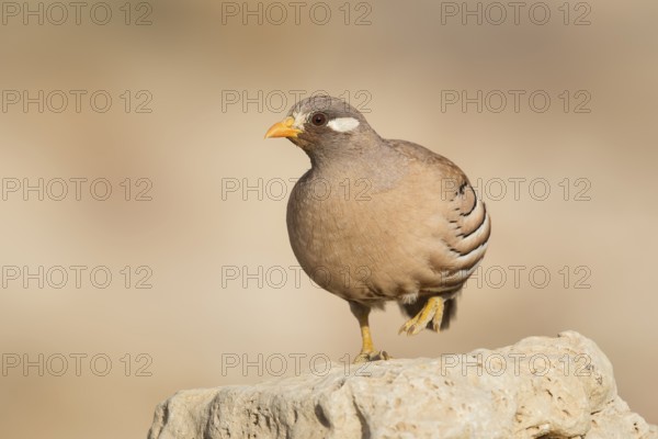 Sand Partridge (Ammoperdix heyi) male, Eilat, Israel