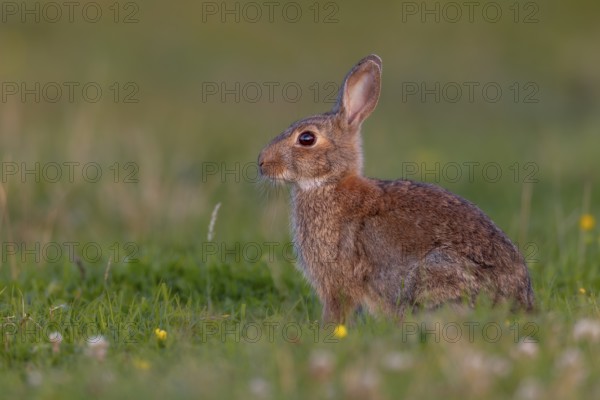 In the warm light of the evening sun, a wild rabbit (Oryctolagus cuniculus) searches for food in a meadow, Germany