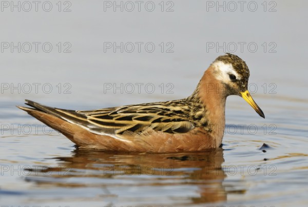 Red Phalarope (Phalaropus fulicarius), Alaska, USA