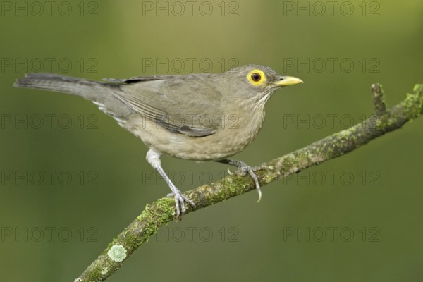 Spectacled Thrush (Turdus nudigenis nudigenis) perched on a branch, Trinidad and Tobago
