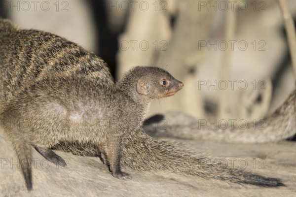 A young zebra mongoose (Mungos mungo) sits on a fallen tree trunk in the soft morning light