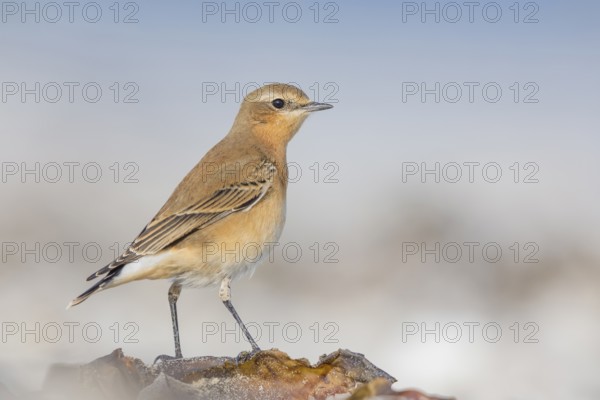 Steinschmätzer, Oenanthe oenanthe Northern Wheatear, Oenanthe oenanthe