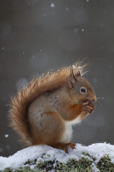 Red squirrel (Sciurus vulgaris) adult animal feeding on a nut on a tree branch covered in snow in winter, Scotland, United Kingdom