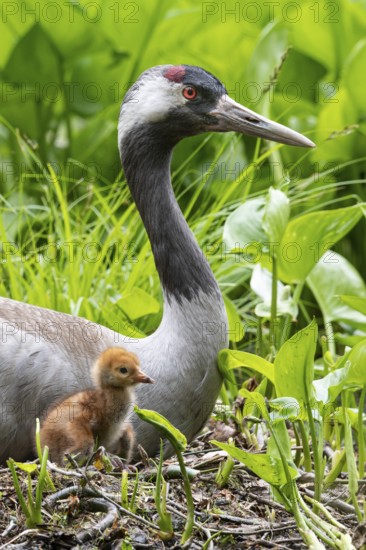 Crane (gurs grus) in nest with chicks, Feldberger Seenlandschaft, Mecklenburg-Vorpommern, Germany