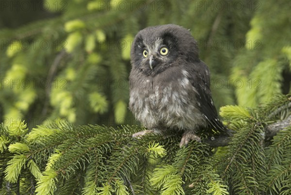 Boreal Owl (Aegolius funereus), Saxony, Germany