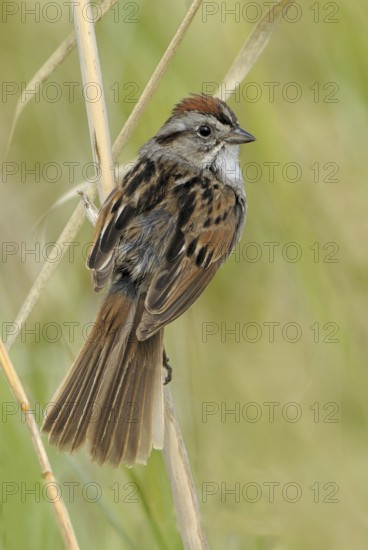 Swamp Sparrow (Melospiza georgiana), Alberta, Canada