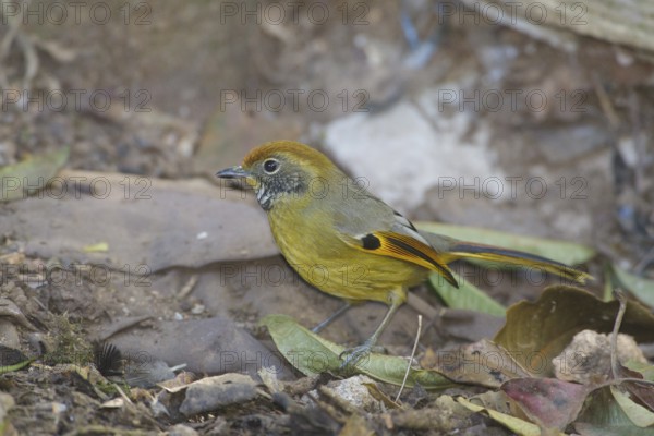 Bar-throated Minla (Minla strigula), Doi Inthanon, Thailand