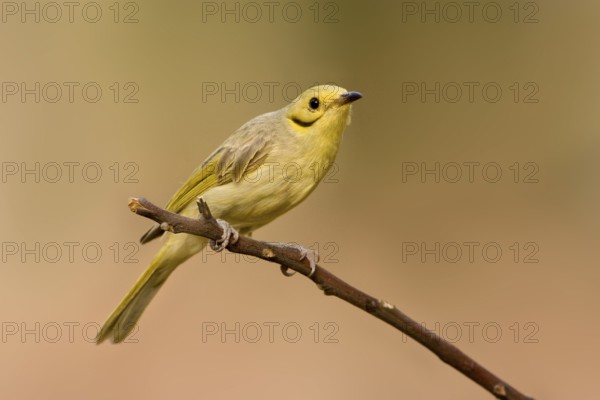 Yellow-tinted Honeyeater (Ptilotula flavescens), Western Australia, Australia