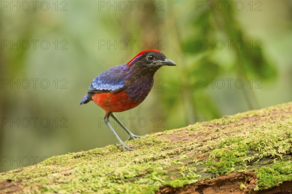 Garnet Pitta (Erythropitta granatina), Pahang, Malaysia