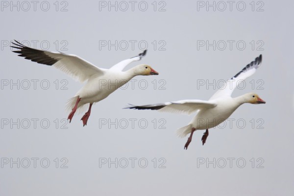 Snow Goose (Anser caerulescens) flying, British Columbia, Canada