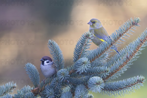 Tree sparrow (Passer montanus) with greenfinch (Chloris chloris), two adult birds sitting next to each other on a branch of a spruce tree in the glittering and sparkling evening light in the background, Baden-Württemberg, Germany