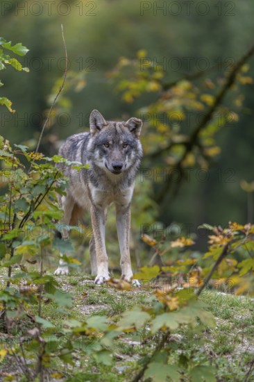 One eurasian gray wolf (Canis lupus lupus) standing on a small hill between fall foliage