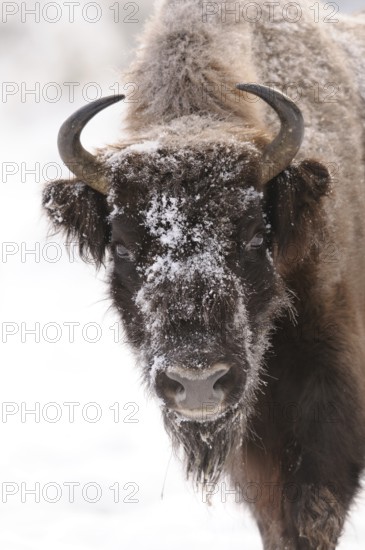 A close-up of a bison head covered with snow, bison (Bos bonasus), Bavarian Forest National Park, Bavaria