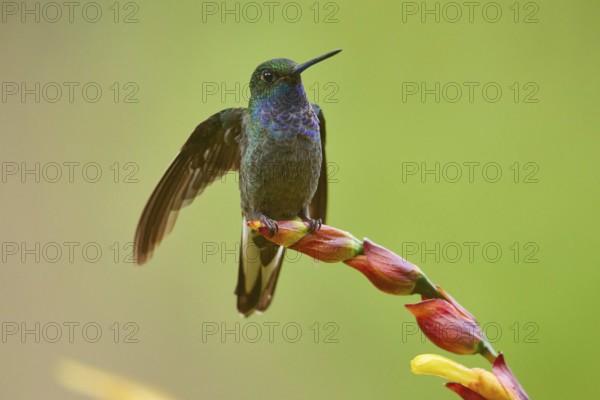 Blue-chested Hummingbird (Amazilia amabilis), Ecuador