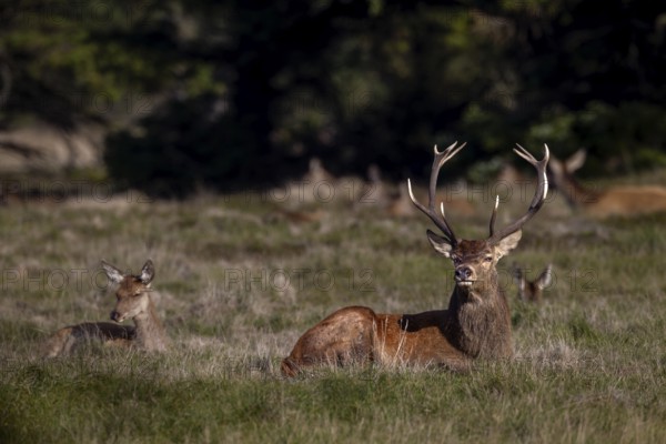 The rut was a very energy-sapping time for the red deer (Cervus elaphus), in the protection of the herd they can really come to rest, rutting season, deer rut, October, Denmark