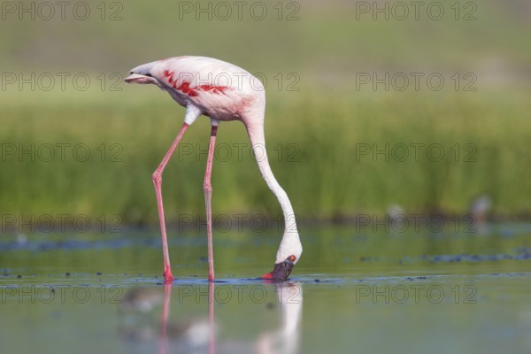 Lesser Flamingo (Phoeniconaias minor), Lake Natron, Tanzania