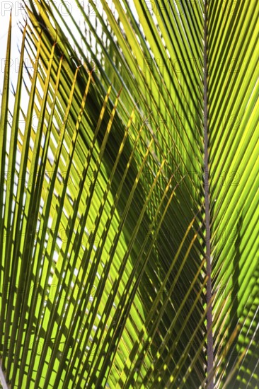 Fan palm, Lanzarote, Canary Islands, Spain