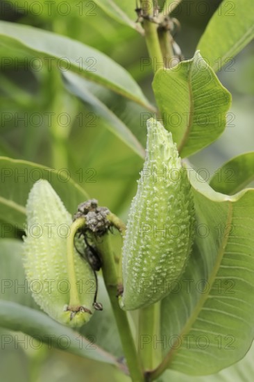 Common milkweed (Asclepias syriaca), fruit, ornamental plant, native to North America