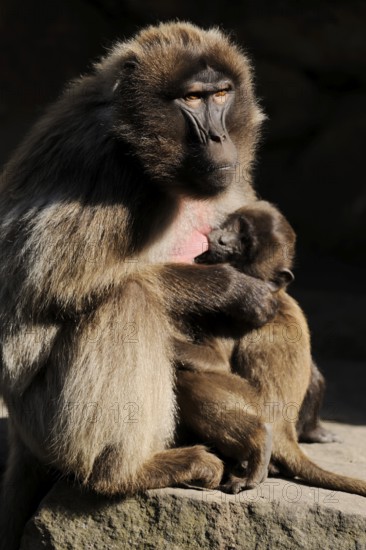 Djelada or gelada baboon (Theropithecus gelada), female with young, captive, occurring in Ethiopia, Malaysia