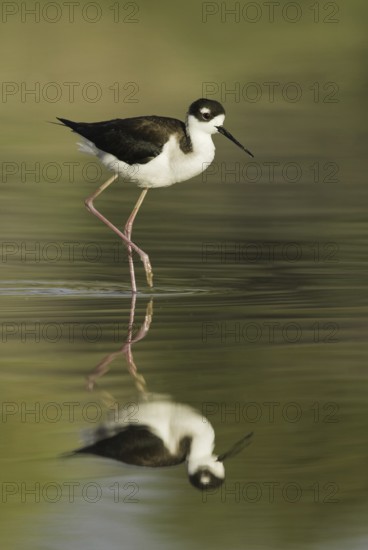 Black-necked Stilt (Himantopus mexicanus), Arizona, USA