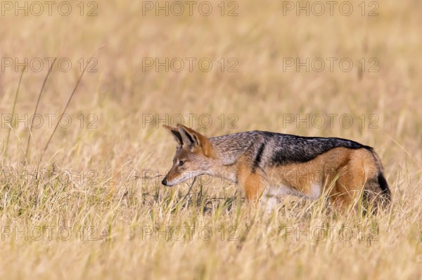 Africa, Botswana, black-backed jackal, Canis mesomelis, Botswana, Botswana