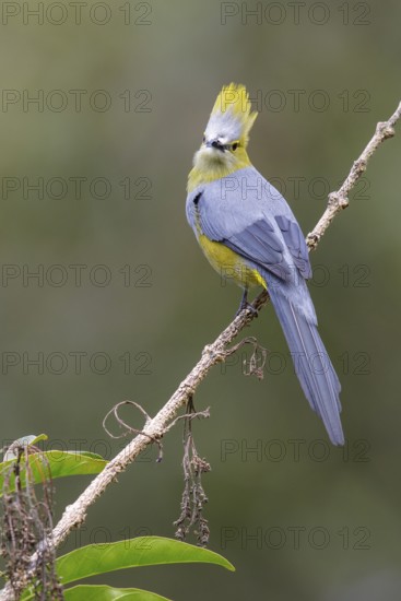 Long-tailed Silky Flycatcher (Ptilogonys caudatus) perched on a branch in Costa Rica