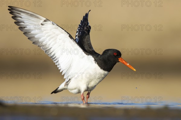 Eurasian Oystercatcher (Haematopus ostralegus) flapping, North Rhine-Westphalia, Germany
