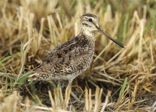 Pin-tailed Snipe (Gallinago stenura), Dhofar, Oman