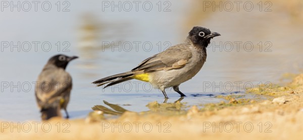 Yellow-vented Bulbul, (Pycnonotus xanthopygos), Animals, Birds, Bulbul, Songbird, Family of the True Bulbul, Celias Waterhole, Ezuz, HaDarom, Israel