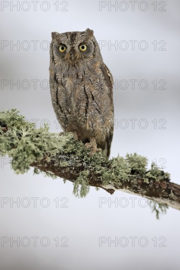 European scops owl (Otus scops), adult, perch, winter, snow, alert, Bohemian Forest, Czech Republic