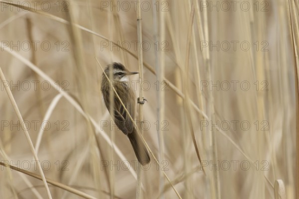 Moustached Warbler (Acrocephalus melanopogon), Turkey