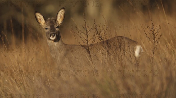 A serene roe deer stands amid tall grasses in a sunlit field, showcasing the beauty of nature. The golden hues of the field provide a perfect backdrop for this graceful creature