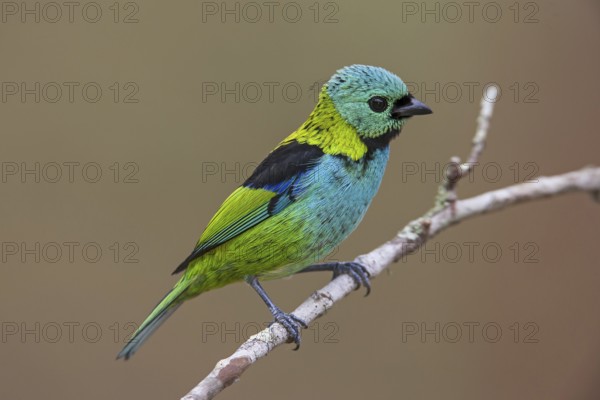 Green-headed Tanager (Tangara seledon)