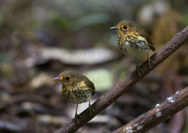 Ochre-breasted Antpitta (Grallaricula flavirostris), Pichincha, Ecuador