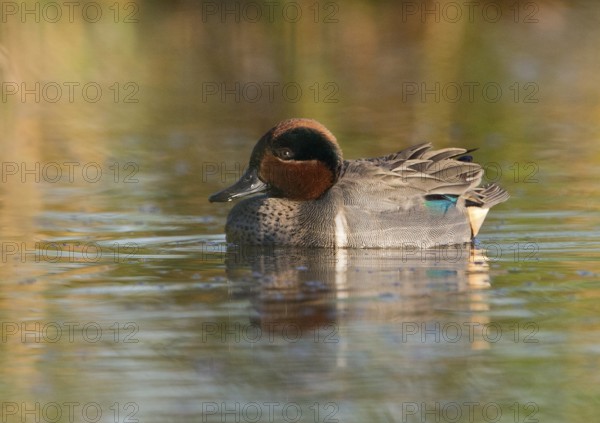 Green-winged Teal (Anas carolinensis) male, Florida, USA