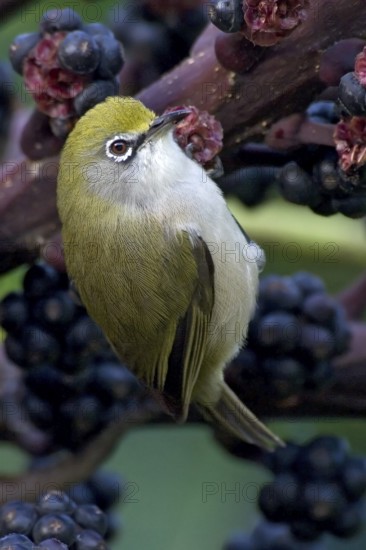 Christmas White-eye (Zosterops natalis), Christmas Island, Australia