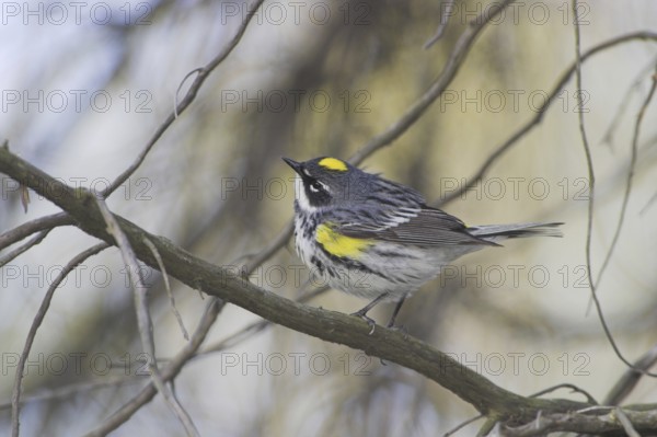 Myrtle Warbler (Setophaga coronata coronata), Ontario, Canada