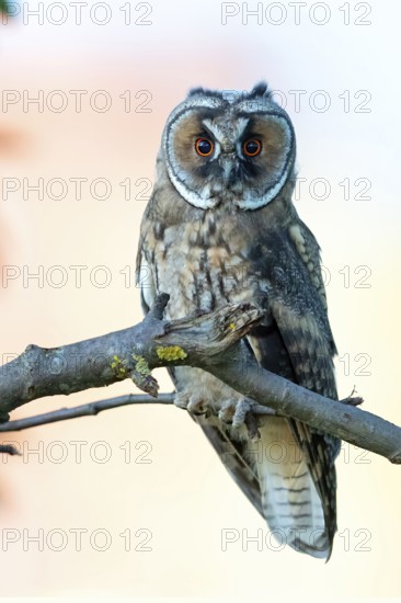 Long-eared owl, (Asio otus), animals, birds, owls, perch, biotope, habitat, Hockenheim, Baden-W¸rttemberg, Germany