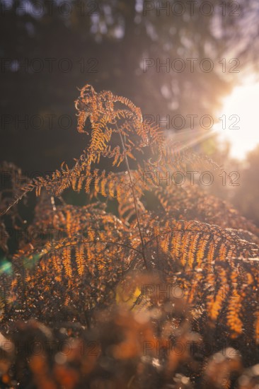 Sunbeams shine through autumnal ferns, Black Forest, Germany