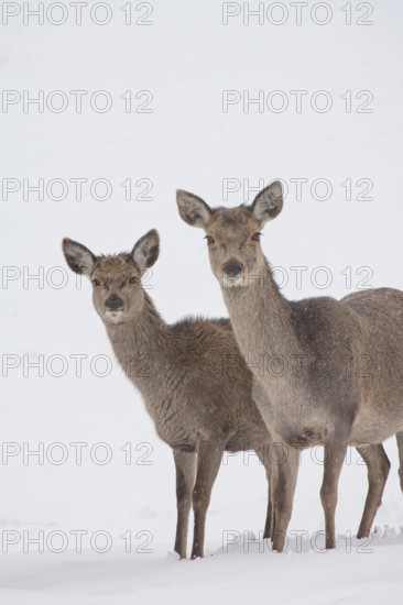 Red deer (Cervus elaphus) adult female hind with a juvenile fawn on a snow covered hillside, Leicestershire, England, United Kingdom