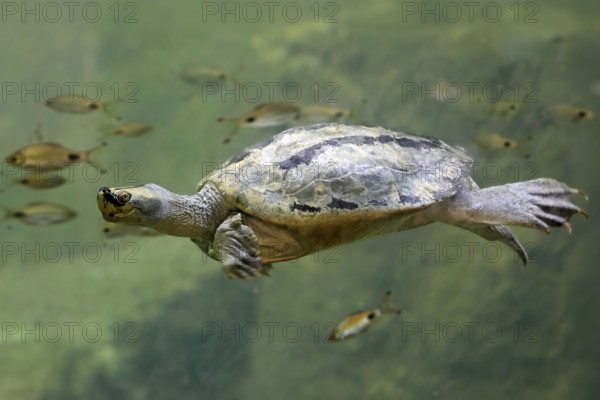 Burmese Roofed Turtle (Batagur trivittata), adult, in water, swimming, Myanmar, Asia, captive
